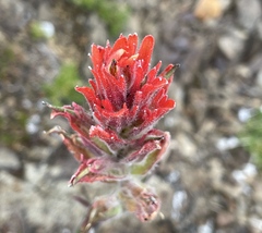 Castilleja elmeri