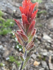 Castilleja elmeri