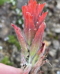 Castilleja elmeri