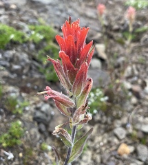 Castilleja elmeri