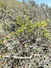 Searsia glauca