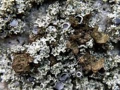 Melanelixia subaurifera