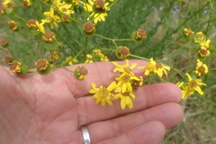 Senecio ilicifolius