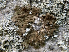 Melanelixia subaurifera