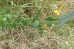 Senecio ilicifolius