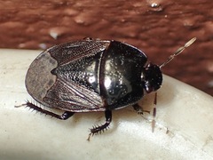 Geotomini