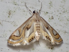 Eoophyla