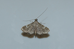 Cangetta hartoghialis