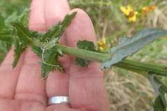 Senecio ilicifolius