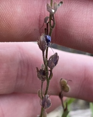 Veronica cusickii