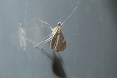 Cangetta hartoghialis