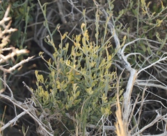Exomis microphylla