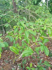Alstonia