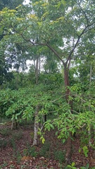 Alstonia