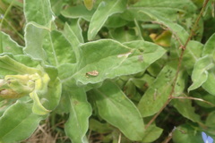 Helichrysum foetidum