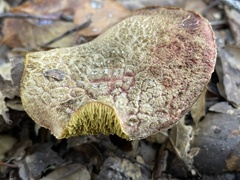 Xerocomellus dryophilus