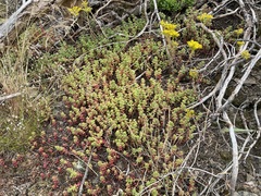 Sedum divergens