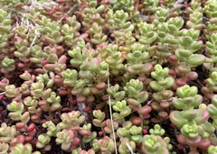 Sedum divergens