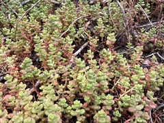 Sedum divergens