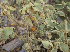 Solanum tomentosum