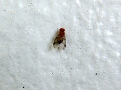 Steganinae
