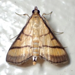 Cnaphalocrocis medinalis