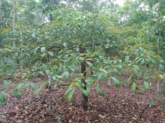 Alstonia