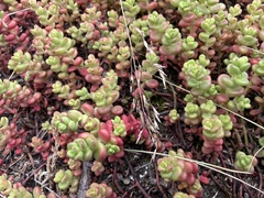 Sedum divergens
