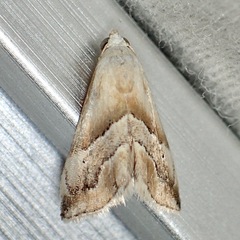 Eublemma roseana