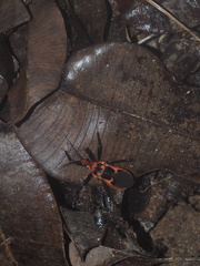 Acanthaspis ruficeps