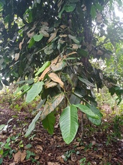 Garcinia griffithii