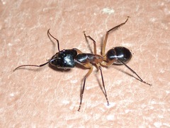 Camponotus confusus