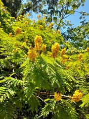 Cenostigma pluviosum