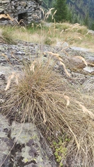 Festuca valesiaca