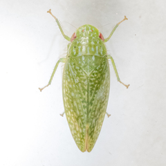 Rugosana