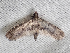 Lathrotelinae
