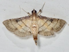 Marasmia poeyalis