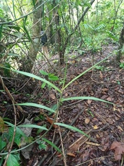 Flagellaria indica