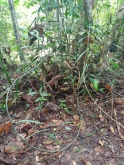 Flagellaria indica