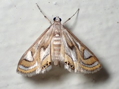 Eoophyla