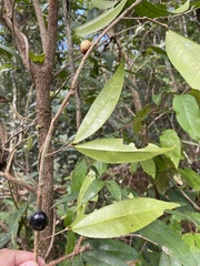 Neomitranthes stictophylla