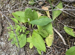 Stemphylium