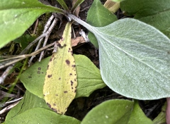 Stemphylium