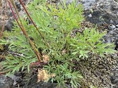 Lomatium brandegeei
