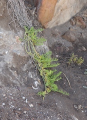 Mesembryanthemum junceum