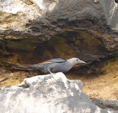 Onychognathus morio morio