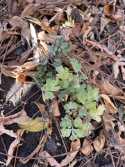 Hydrophyllum canadense