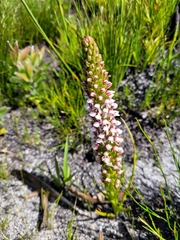 Disa obtusa hottentotica