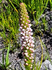 Disa obtusa hottentotica
