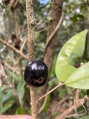 Neomitranthes stictophylla